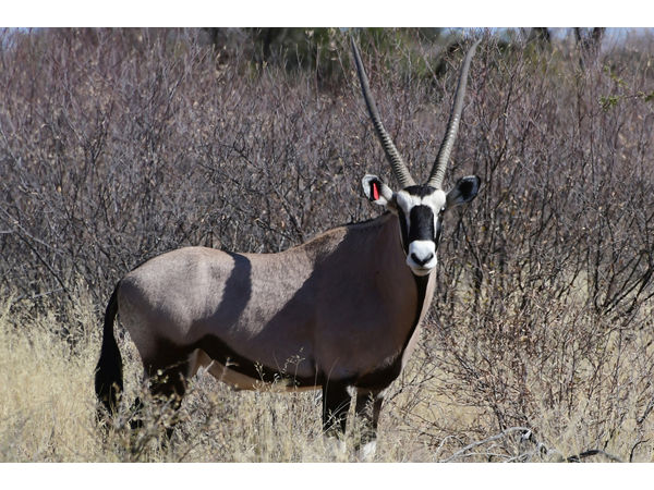 ~/upload/Lots/140255/AdditionalPhotos/6s2vw2beb25ku/45 duim Gemsbok Bul- Front view 2 - Omega Bloodline_t600x450.jpg